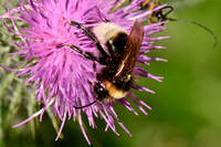 White-tailed Bumblebee