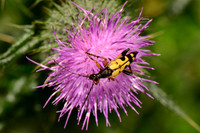 Yellow Spotted Longhorn Beetle