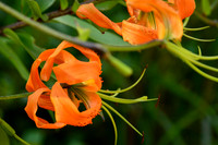 Orange Flower