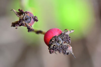 Red Berry