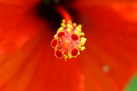 Red Pollen