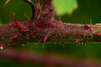 Thorns
