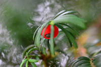 Yew Tree Berry