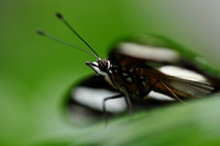 Black and White Butterfly