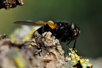 Black and Yellow Insect
