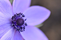 Aster Purple Flower