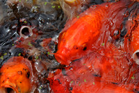 Koi Carp