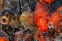 Koi Carp
