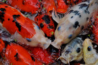 Koi Carp