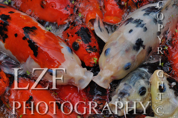 Koi Carp