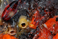 Koi Carp