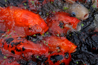 Koi Carp
