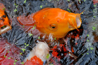 Koi Carp